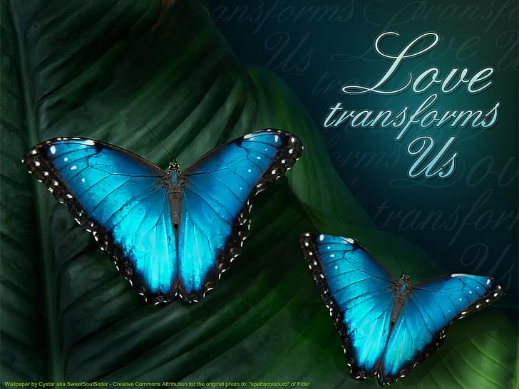 HD wallpaper: black blue Love Transforms Us Animals Butterflies HD Art,  Glow | Wallpaper Flare