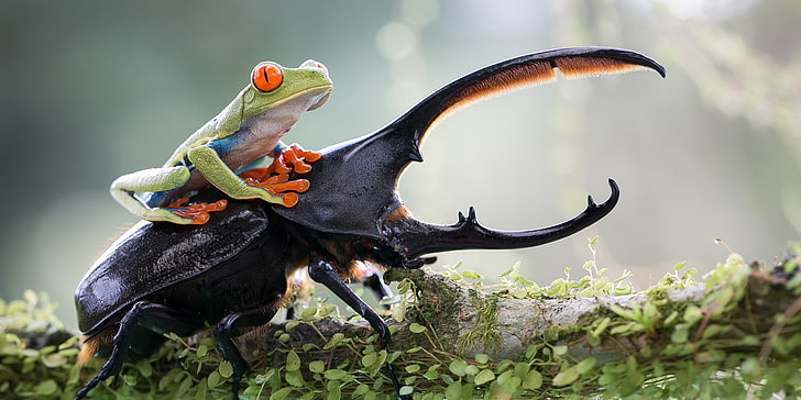 Amphibian, animals, Beetles, branch, Depth Of Field, frog, insect, HD wallpaper