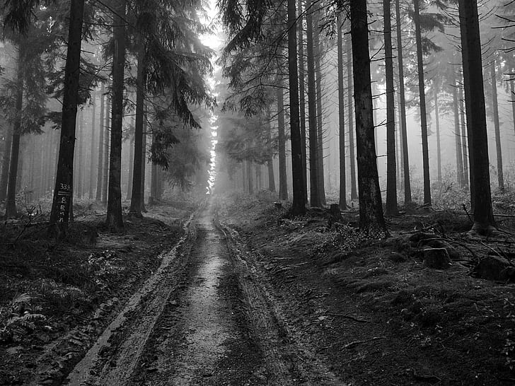 forest, monochrome, trees