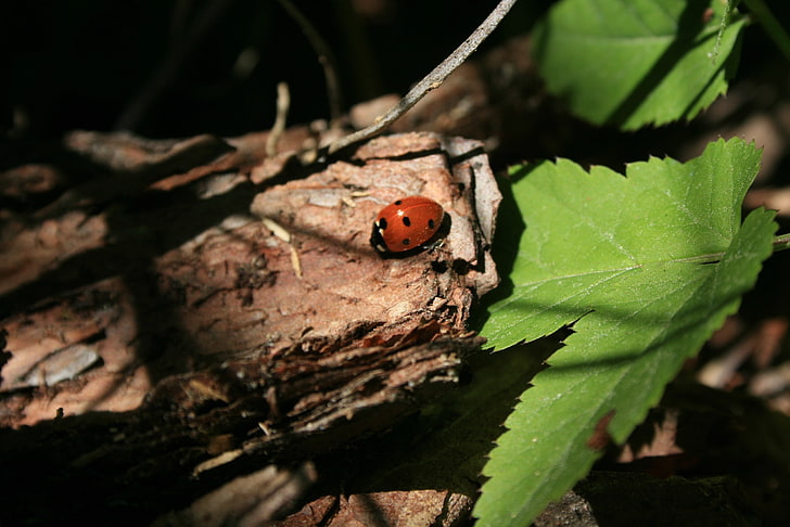 ladybugs, insect, leaves, nature, animal themes, plant part