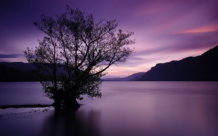 silhouette of tree during sunset, nature, landscape, lake, trees, HD wallpaper