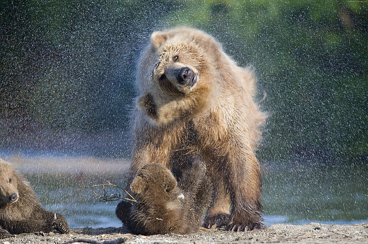 Kamchatka, Russia, Bear, HD wallpaper