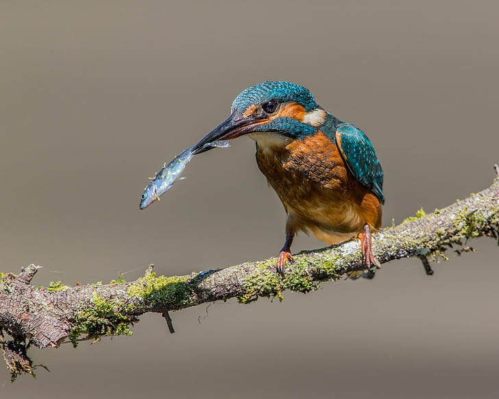 green and brown bird with fish, kingfisher, stickleback, kingfisher, stickleback