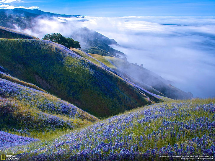 Above Big Sur-National Geographic Wallpaper, bed of lavenders, HD wallpaper