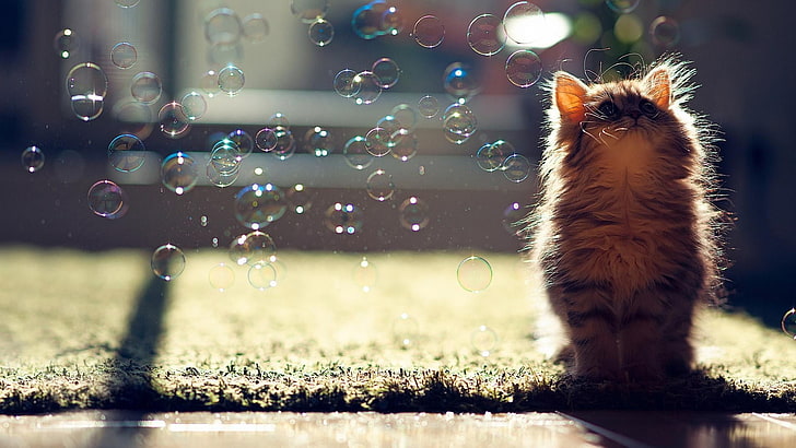 gray and black cat, bubbles, Ben Torode, animals, sunlight, looking up, HD wallpaper