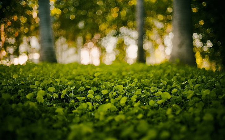 ovate leafed plant, background, blurred, bokeh, grass, green