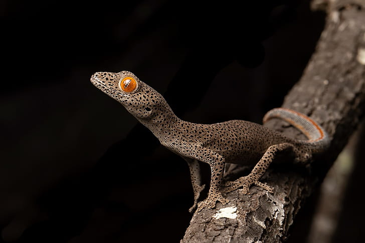 nature, background, Strophurus taenicauda, Central golden tailed gecko, HD wallpaper