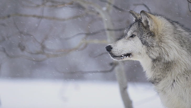 Wolf, Animals, Snow, Winter, Wildlife, HD wallpaper