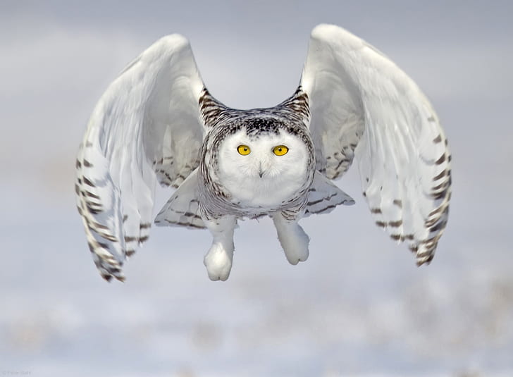 owl, bird, flight, snowy owl, white owl, HD wallpaper
