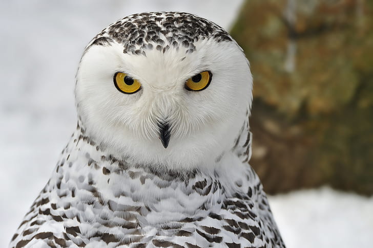 winter, look, snow, bird, portrait, Snowy owl