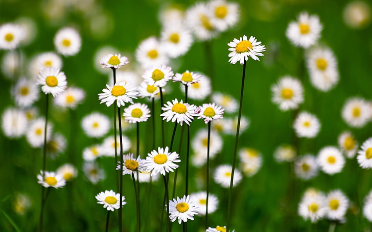 White Daisy Flowers: Hoa cúc trắng là biểu tượng của sự trong trắng, tinh khiết và đẹp đẽ. Với những hình ảnh hoa cúc trắng độc đáo này, bạn sẽ nhận thấy được sức hút của những điều đơn giản và giản dị nhất trong cuộc sống. Hãy dành chút thời gian để ngắm nhìn và tìm hiểu thêm về loài hoa đặc biệt này.