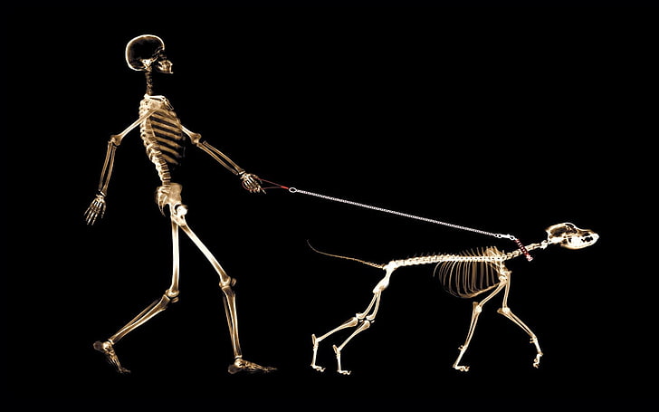 x-rays, skeleton, dog, people, black background, studio shot