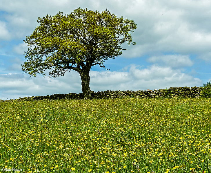 bed of yellow flowers, buttercups, buttercups, Tree, meadows
