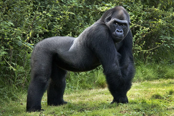 *** The Giant Orangutan ***, malpy, dzikie, zwierzeta, animals