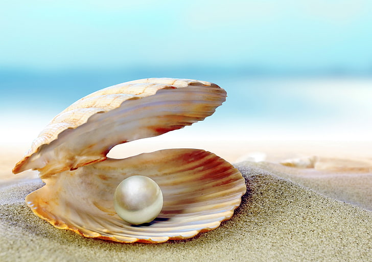 HD wallpaper: pearl in shell, sand, sea, beach, shore, seashell, perl,  animal shell | Wallpaper Flare