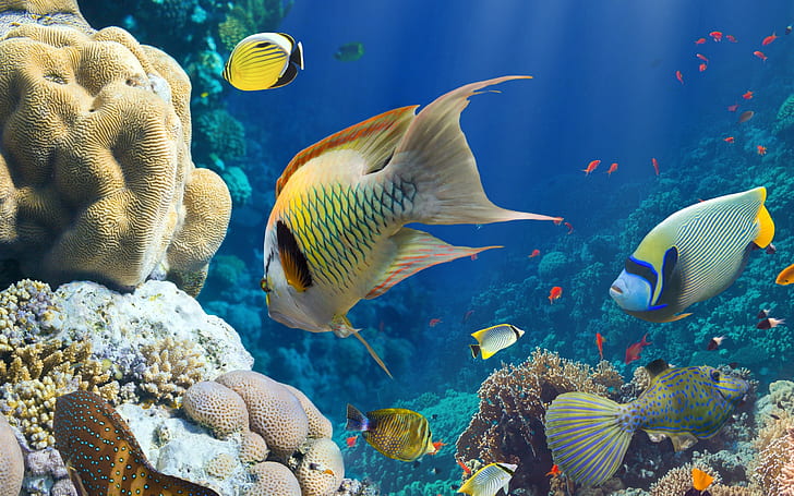 Fish, sea, underwater, coral reef, HD wallpaper