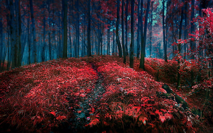HD wallpaper: arboles, bosque, nature, red, roses | Wallpaper Flare