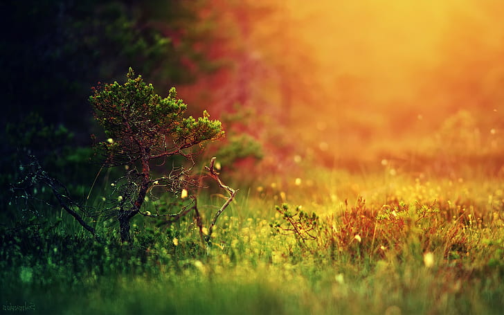 Blurred, Colorful, Depth Of Field, grass, landscape, nature, HD wallpaper