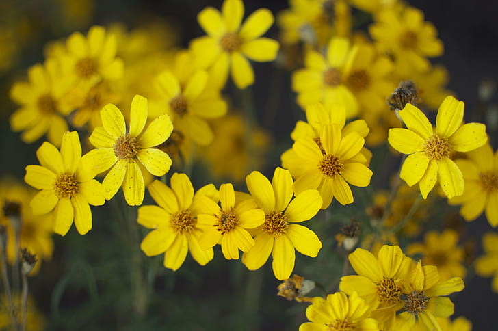 close up photo of yellow petaled flowers, DSC, Nature, Santa Barbara