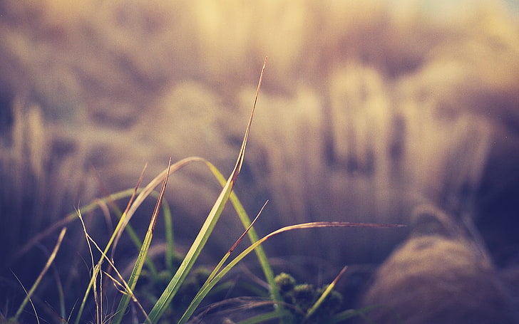 macro, grass, plant, growth, close-up, nature, focus on foreground