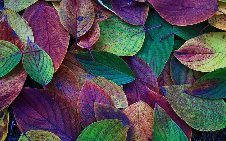 Autumn, leaves, green, purple, red