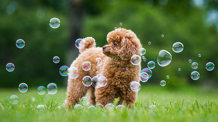 red toy poodle puppy, greens, summer, grass, dog, bubbles, nature