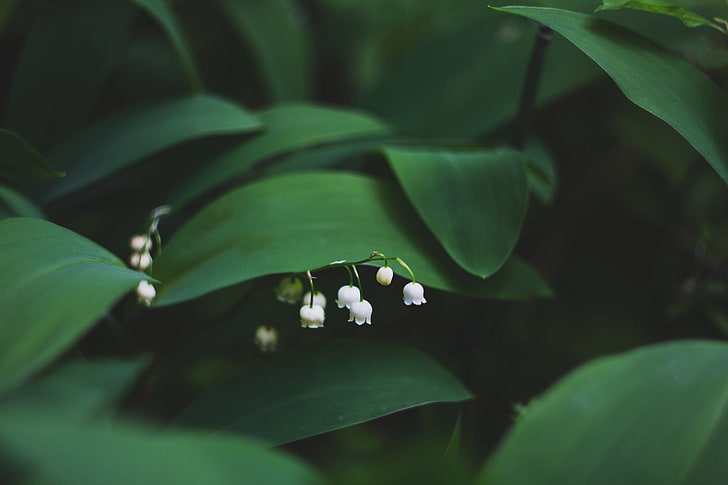 white lily of valley flowers, lily of the valley, leaves, leaf