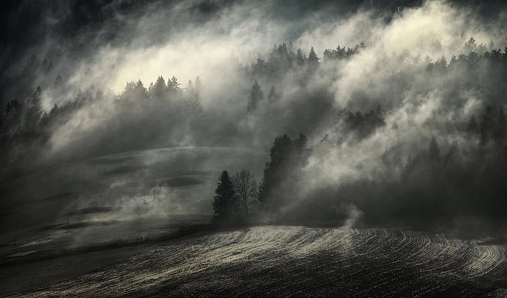 nature, photography, landscape, monochrome, morning, mist, forest, HD wallpaper