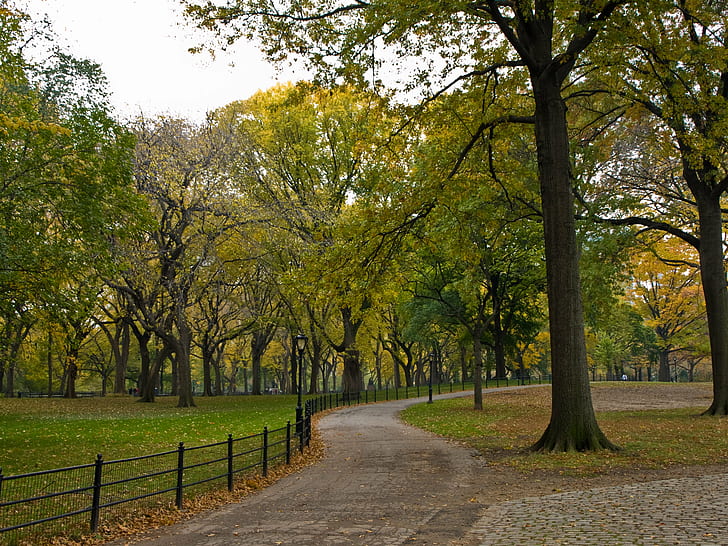 grey concrete road with black metal barrier between green leaf trees during daytime, central park, central park