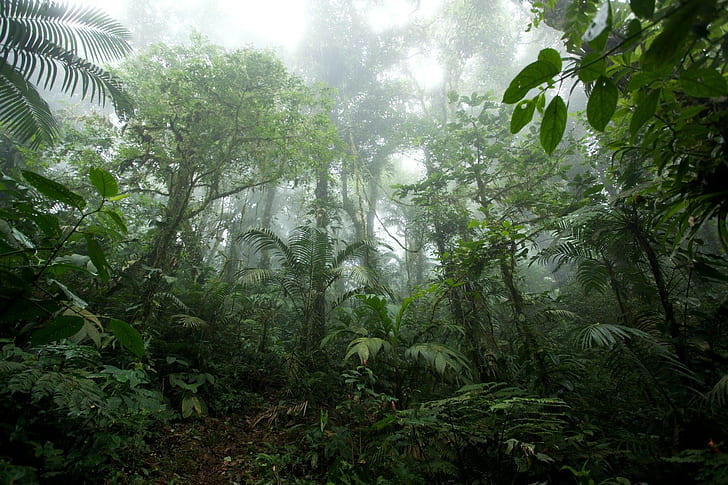 nature, jungle, tropical, mist, green