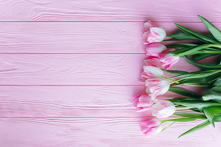 pink tulips, flowers, wooden background, pink color, beauty in nature