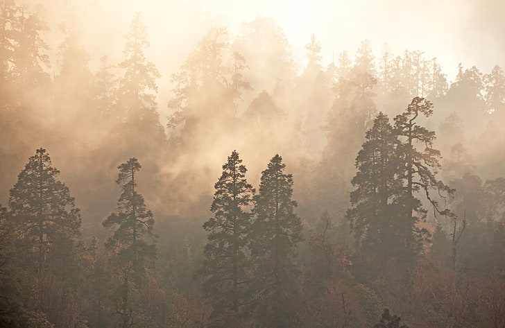 trees with fog, nature, landscape, mist, forest, plant, beauty in nature