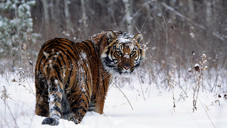 black and brown tiger, snow, animals, looking back, big cats, HD wallpaper