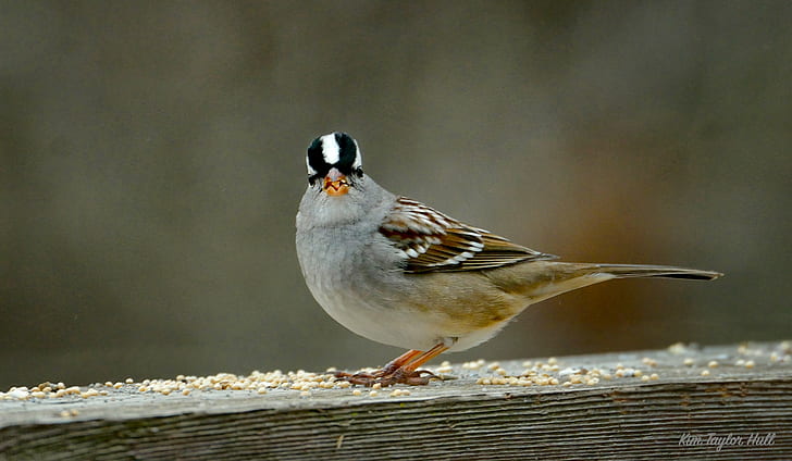macro shot photography of gray and brown short beak bird, white-crowned sparrow, white-crowned sparrow
