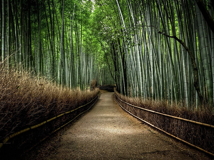 gray pathway, bamboo, dirt road, forest, nature, the way forward, HD wallpaper