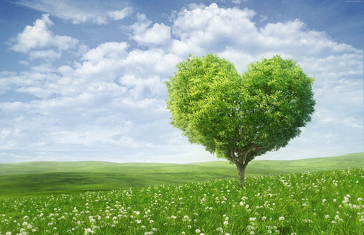 heart, love image, tree, 5k, HD wallpaper
