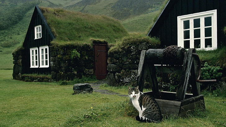gray and white tabby cat, Iceland, landscape, plant, built structure