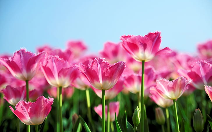 Pink tulip flowers bloom in spring, the blue sky background