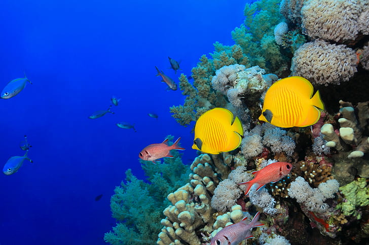 animals, fish, underwater, tropical fish, coral, HD wallpaper