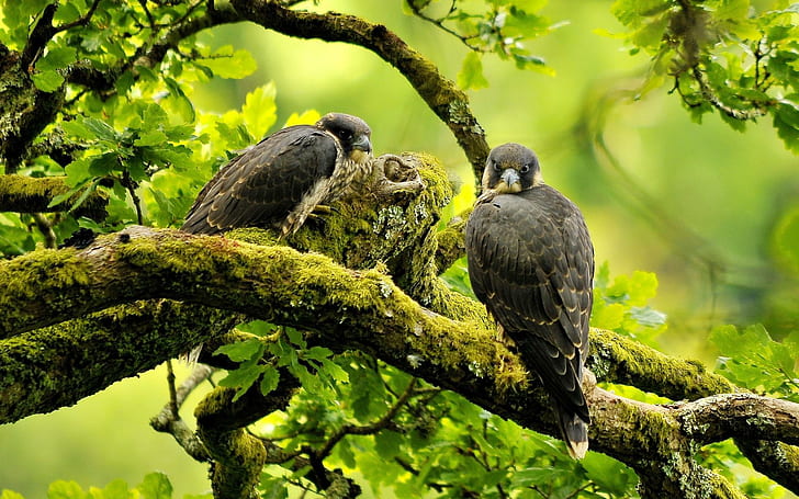 Beautiful Peregrine Falcon, black and white birds, tree, animals