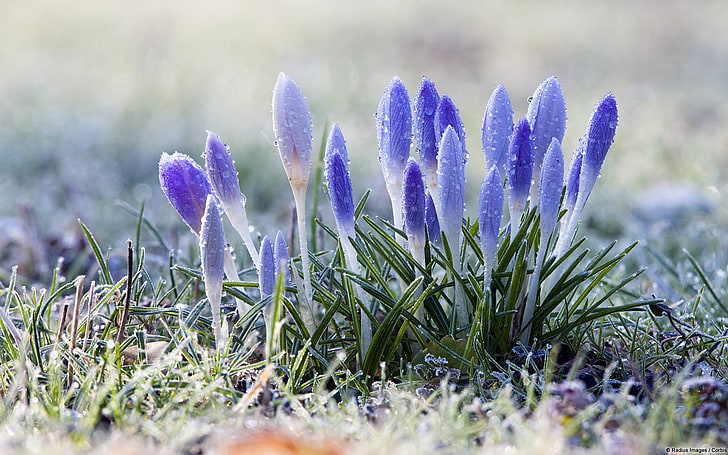 flowers, snow, crocus, dew, nature, frost, plants, growth, beauty in nature, HD wallpaper