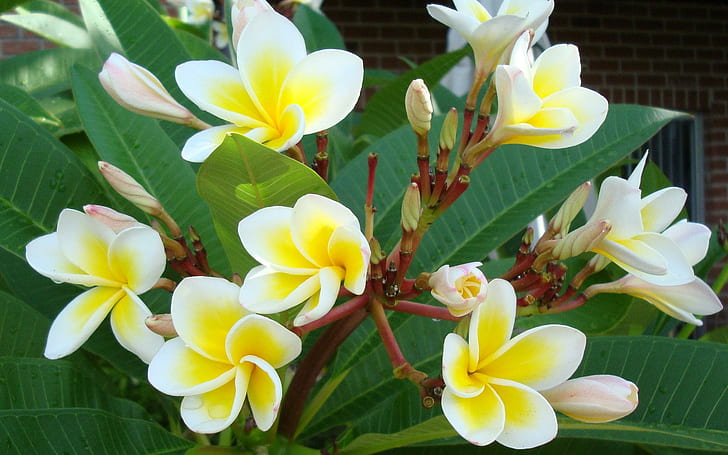 Beautiful Yellow White Tropical Flowers.., leaves, white and beautiful, HD wallpaper