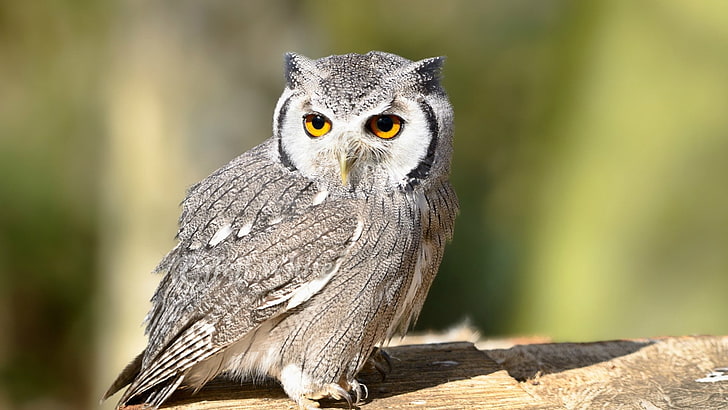 gray owl, bird, eyes, predator, animal, nature, wildlife, feather, HD wallpaper
