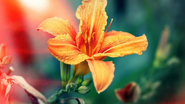 orange petaled flower, macro, flowers, hibiscus, orange flowers, HD wallpaper
