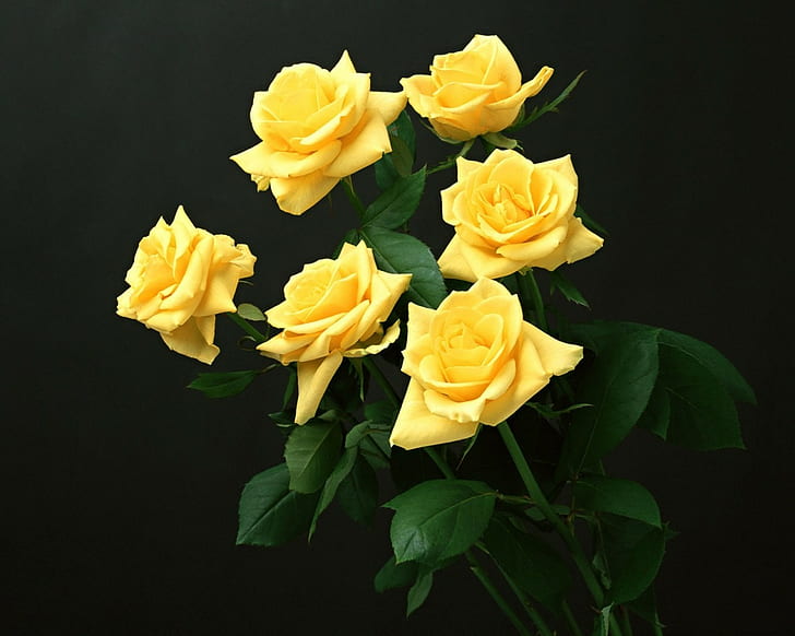 yellow flowers, yellow roses, HD wallpaper