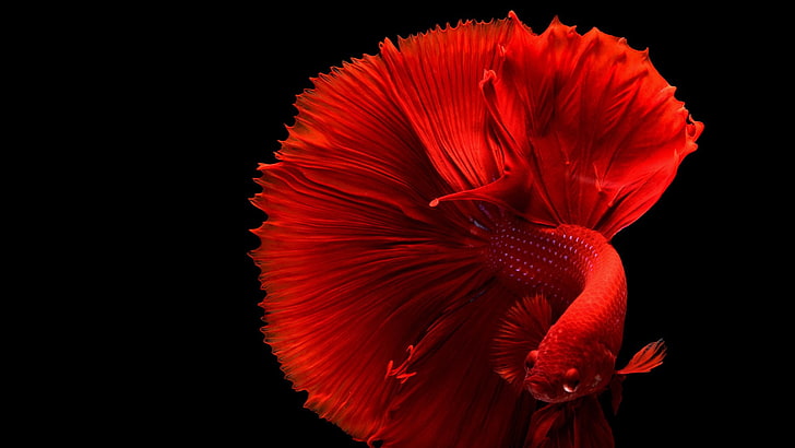 Red Betta Fish, studio shot, black background, petal, beauty in nature