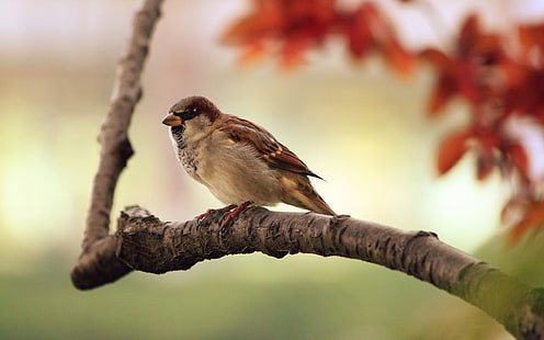 HD wallpaper: sparrow, birds, branch, animals | Wallpaper Flare