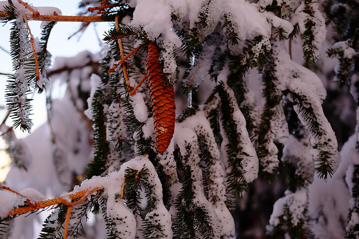 snow, pine trees, winter, branch, plant, cold temperature, growth, HD wallpaper