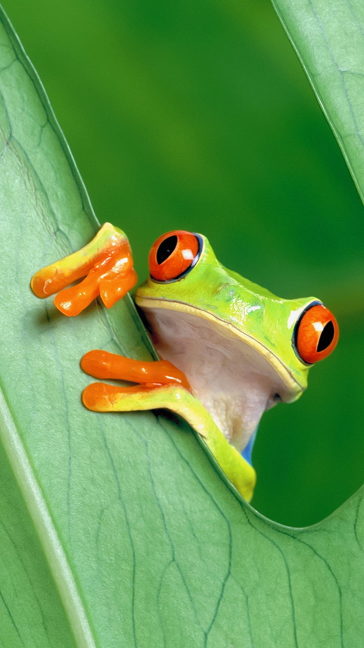 portrait display, nature, animals, frog, Red-Eyed Tree Frogs, HD wallpaper