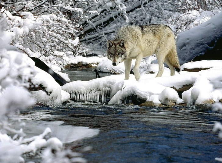 gray wolf, water, river, snow, spring, winter, nature, carnivore, HD wallpaper